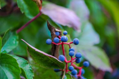 Bahar ormanının detayları, doğal arka plan.
