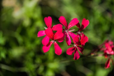 Bulanık doğal arka plandaki çiçeklerin yakın görünümü.