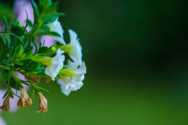 Bulanık doğal arka plandaki çiçeklerin yakın görünümü.