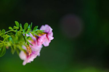 Bulanık doğal arka plandaki çiçeklerin yakın görünümü.