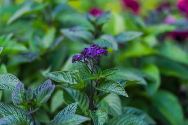 Bulanık doğal arka plandaki çiçeklerin yakın görünümü.
