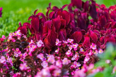 Bulanık doğal arka plandaki çiçeklerin yakın görünümü.