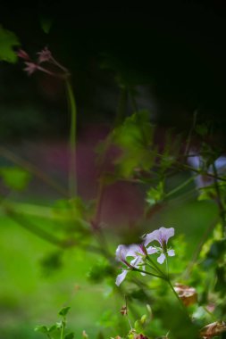Bulanık doğal arka plandaki çiçeklerin yakın görünümü.