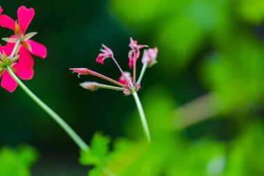 Bulanık doğal arka plandaki çiçeklerin yakın görünümü.