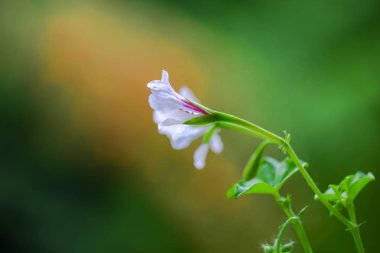 Bulanık doğal arka plandaki çiçeklerin yakın görünümü.