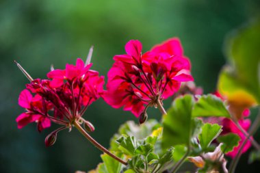 Bulanık doğal arka plandaki çiçeklerin yakın görünümü.