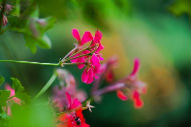 Bulanık doğal arka plandaki çiçeklerin yakın görünümü.