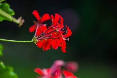 Bulanık doğal arka plandaki çiçeklerin yakın görünümü.