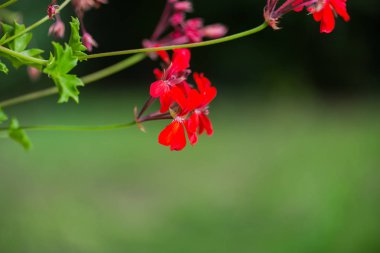 Bulanık doğal arka plandaki çiçeklerin yakın görünümü.