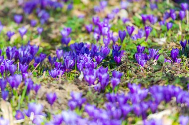 Yeşil çayır üzerinde ihale mor croci