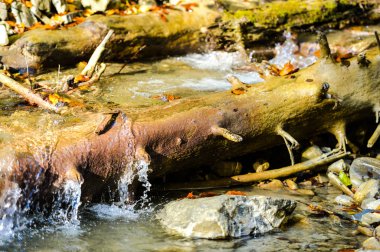 Sonbahar ormanının detayları, doğal arka plan.
