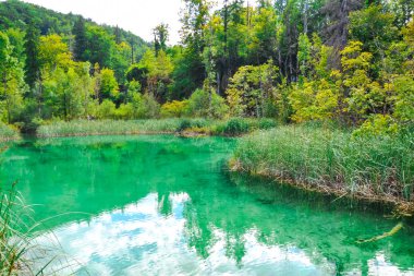 Orman ve nehir ile peyzaj, Romanya.
