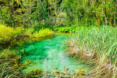 Orman ve nehir ile peyzaj, Romanya.