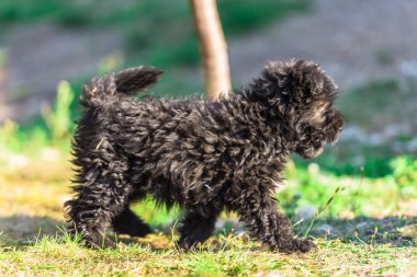 Sevimli siyah Kabarık köpek yavrusu açık oynuyor