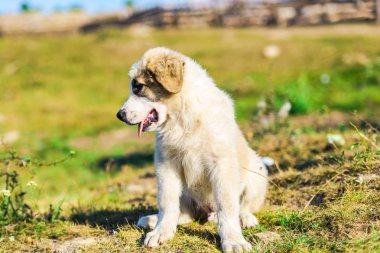 Açık oynamak sevimli kabarık çoban yavrusu portresi