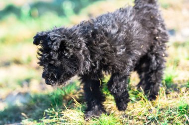 Sevimli siyah Kabarık köpek yavrusu açık oynuyor