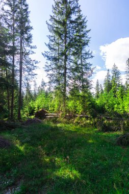 Romanya'da doğal peyzaj