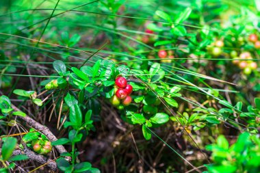 Ahşap yabani çilek detay görünümü 