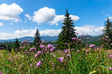 Romanya'da doğal peyzaj