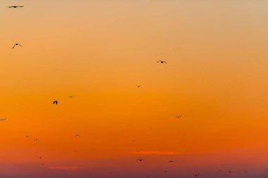 Arka planda parlayan gün batımı ile gökyüzünde uçan kuşlar
