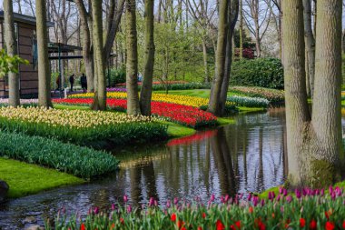 Ağaçlar ve çiçek açan laleler ile Bahçe, Hollanda.