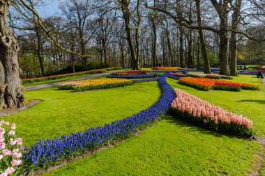 Ağaçlar ve çiçek açan laleler ile Bahçe, Hollanda.