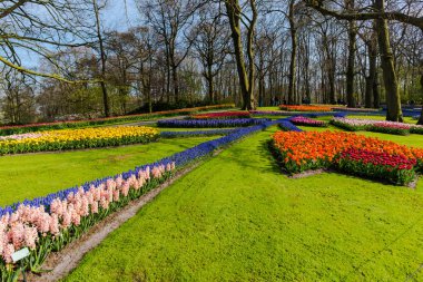 Ağaçlar ve çiçek açan laleler ile Bahçe, Hollanda.