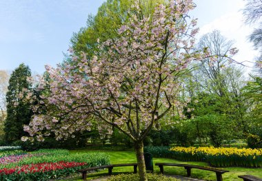 bahar lale çiçekleri Park Bahçe büyüyen