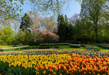 bahar lale çiçekleri Park Bahçe büyüyen