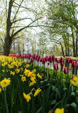 bahar lale çiçekleri Park nehir ve ağaçları ile büyüyen 