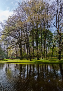 Yeşil ağaçlar ve çalılar ile Bahar parkı