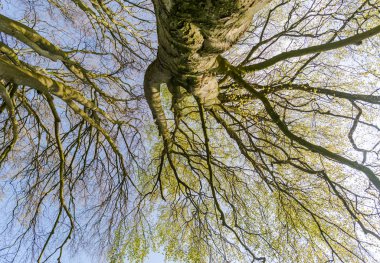 Bahar parkında ağaçların alt görünümü