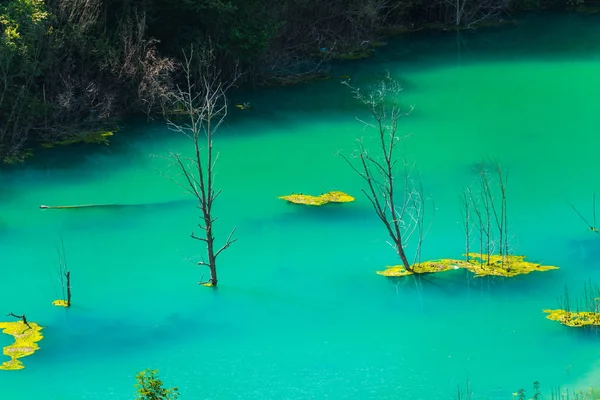 lake water in forest with growing trees