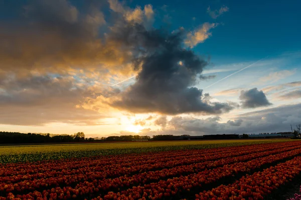 Sonnenuntergang Himmel Mit Wolken Der Landschaft Feld Mit Bäumen Naturkonzept — Stockfoto