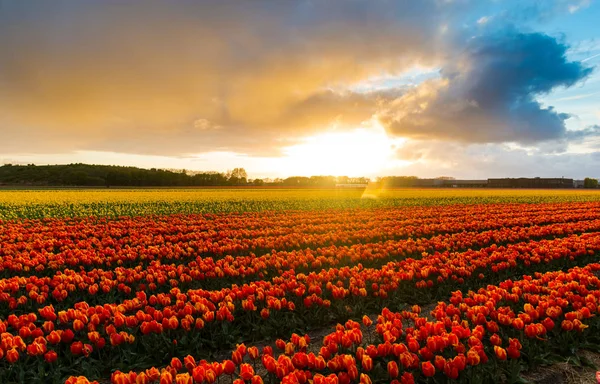 Kırsal, Hollanda parlak lale çiçekler Bahçe tarlası.