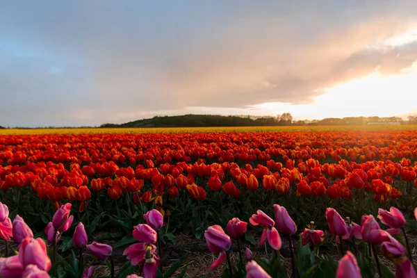 Tulipani Luminosi Piantagione Fiori Giardino Campagna Paesi Bassi — Foto Stock