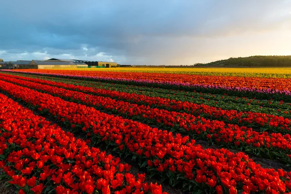 Flores Tulipas Brilhantes Plantação Jardim Campo Holanda — Fotografia de Stock