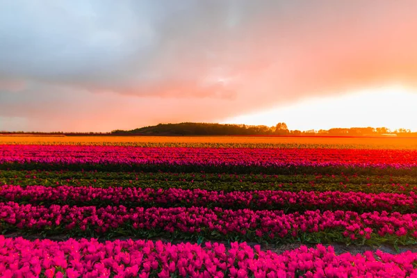 Φωτεινές Τουλίπες Λουλούδια Φυτεία Κήπου Στην Ύπαιθρο Ολλανδία — Φωτογραφία Αρχείου