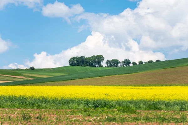 Céu Azul Nublado Paisagem Rural Com Prado Grama Verde Árvores — Fotografia de Stock