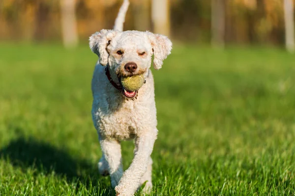 Cute Poodle Dog Playing Outdoor — Stock Photo, Image