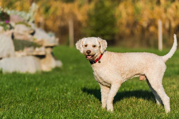 Cute Poodle Dog Playing Outdoor — Stock Photo, Image