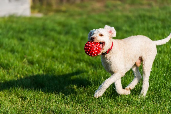Cute Poedel Hond Buiten Spelen Met Rode Gom Bal — Stockfoto