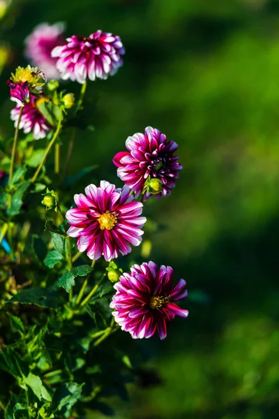 Tidy flowers growing on flower bed