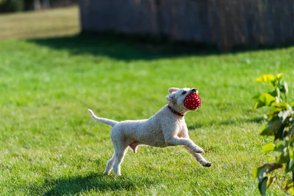 Niedlicher Pudelhund Spielt Draußen Mit Rotem Gummiball — Stockfoto