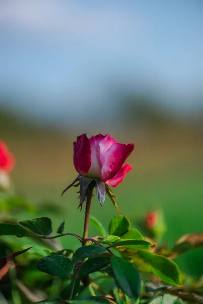 Ros Blomma Naturlig Suddig Bakgrund — Stockfoto