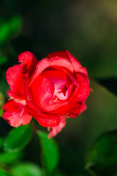Розовый Цветок Естественном Размытом Фоне — стоковое фото
