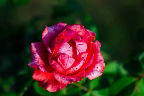 Розовый Цветок Естественном Размытом Фоне — стоковое фото