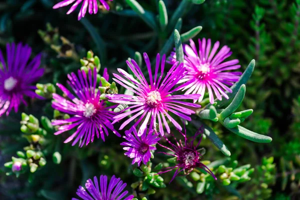 Fiori Ordinati Che Crescono Aiuola — Foto Stock