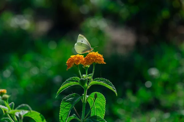 Flowers Blurred Green Background — Stockfoto