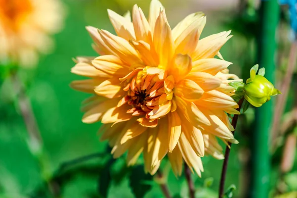 Tidy flowers growing on flower bed